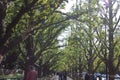 Ginkgo tree avenue, Tokyo, Japan